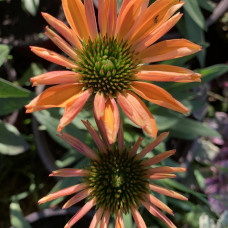 Echinacea orange