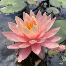 Nymphaea "Brescia"