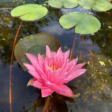 Nymphaea "Pink"