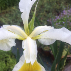 Iris white