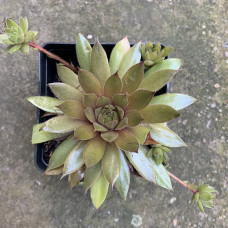 Sempervivum gelb