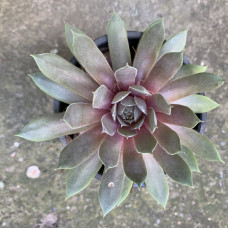 Sempervivum grey