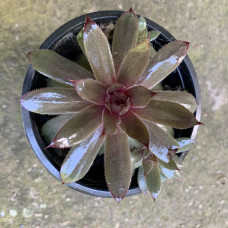 Sempervivum densy