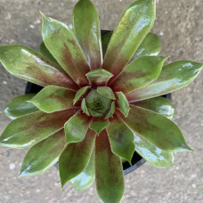 Sempervivum zeleno crveni