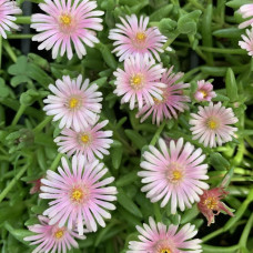 Delosperma "Nely"