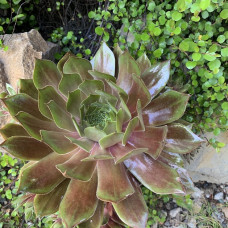 Sempervivum "Seli"