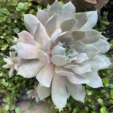 Sempervivum "Silver"