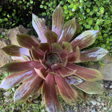 Sempervivum "Rubin"