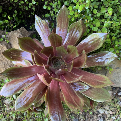 Sempervivum "Rubin"