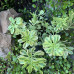 Sedum "Atlantis"