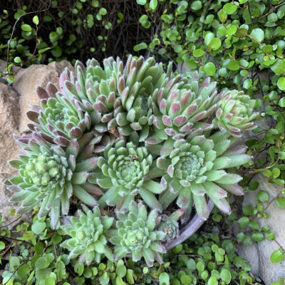 Sempervivum "Cobey"