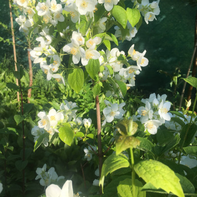 Spirea vanhouttei aurea