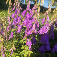 CAMPANULA LATIFOLIA MACRANTHA