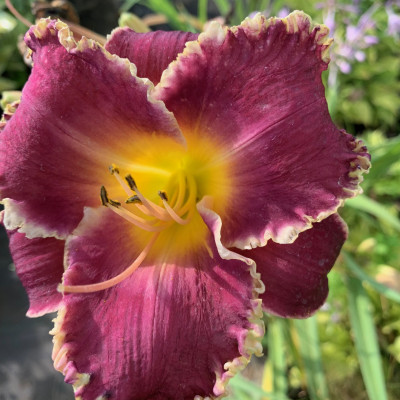 Hemerocallis 2