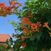 Campsis Radicans