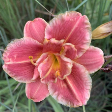 Hemerocalis "Lady"