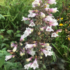 Penstemon digitalis "Huskers Red"