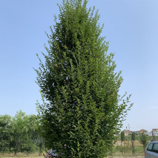 Carpinus betulus "Fastigiata"