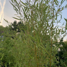 Phyllostachys aurea - zlatni bambus