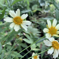 Coreopsis white