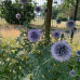 Echinops ritro