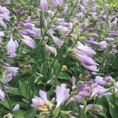 Hosta "Devon Green"