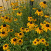 RUDBECKIA FULGIDA „GOLDSTURM“