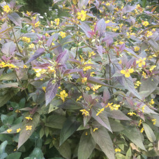 Lysimachia ciliata 'firecracker'