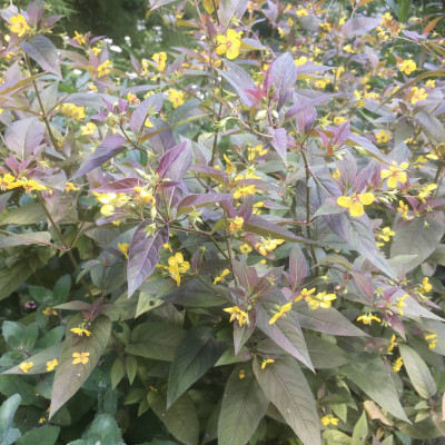 Lysimachia ciliata 'firecracker'