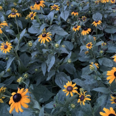 Rudbeckia Plants Toto