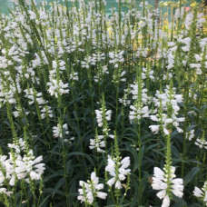 PHYSOSTEGIA VIRGINIANA „SCHNEEKRONE“