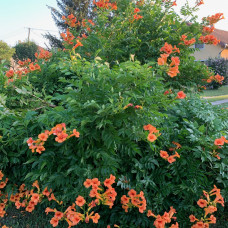 Campsis Radicans