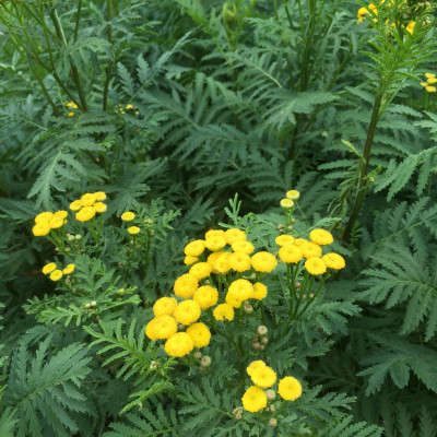 Achillea moonshine