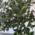 Ilex aquifolium na stapu