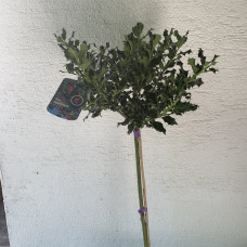 Ilex aquifolium na stapu