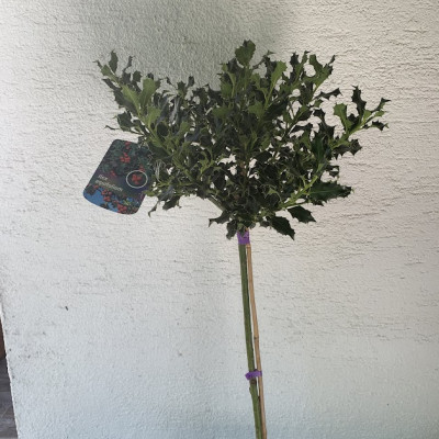 Ilex aquifolium na stapu