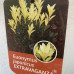 Euonymus japonicus "Extravaganze"