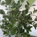 Euonymus japonicus "Extravaganze"