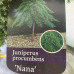 Juniperus procumbens "Nana"