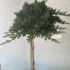 Juniperus procumbens "Nana"