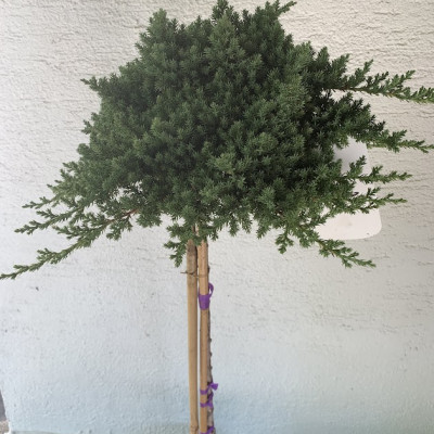 Juniperus procumbens "Nana"