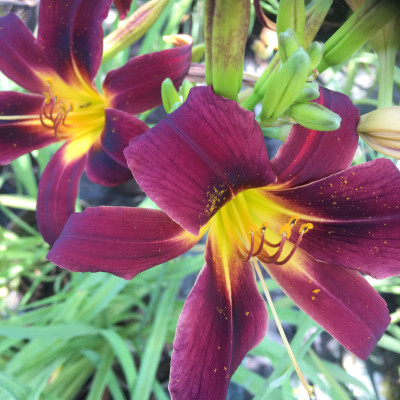 Hemerocallis 12