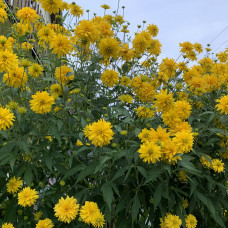 Rudbeckia laciniata "Hortensia"