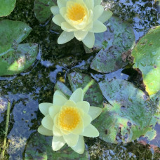 Nymphaea "Yellow" mini