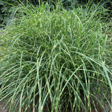 MISCANTHUS „ZEBRINUS“