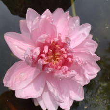 Nymphaea "Lily rosea"