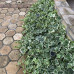 Hedera helix Little Diamond