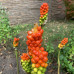 Arum italicumm