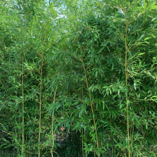 Bambusoideae - Bambus