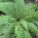 Polypodium vulgare